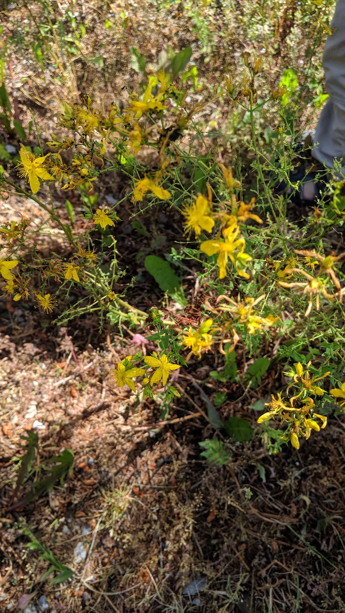 00028 - Home's Bounty (St. John's Wort)